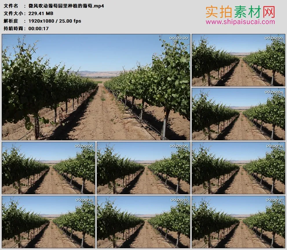 高清实拍视频素材丨微风吹动葡萄园里种植的葡萄