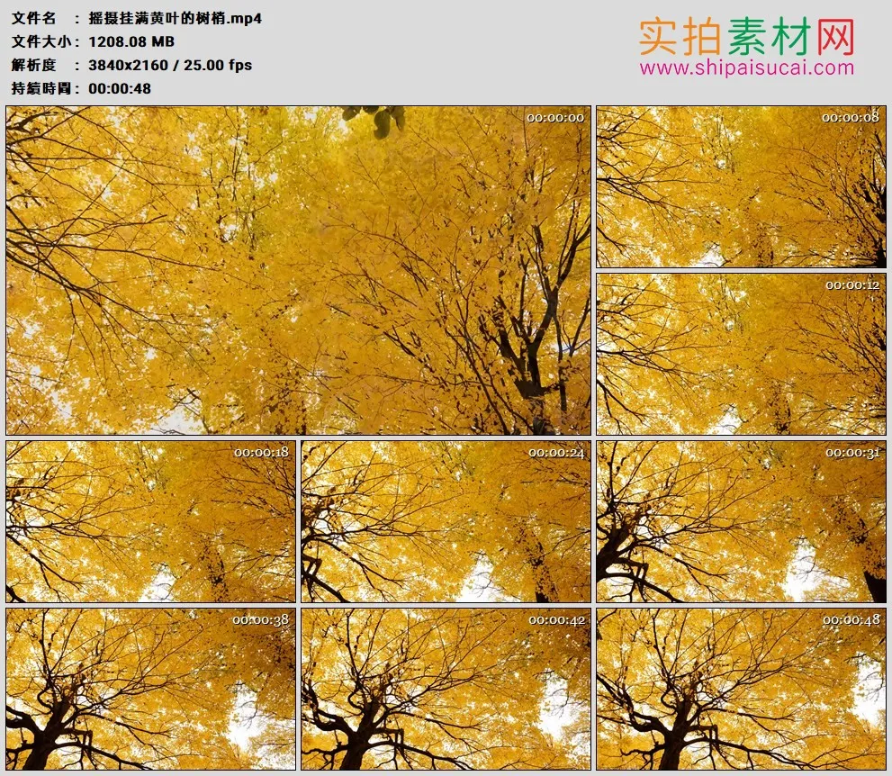 4K高清实拍视频素材丨摇摄秋天挂满黄叶的树梢