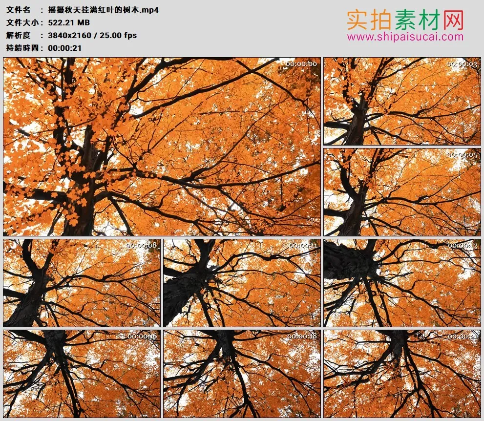 4K高清实拍视频素材丨摇摄秋天挂满红叶的树木