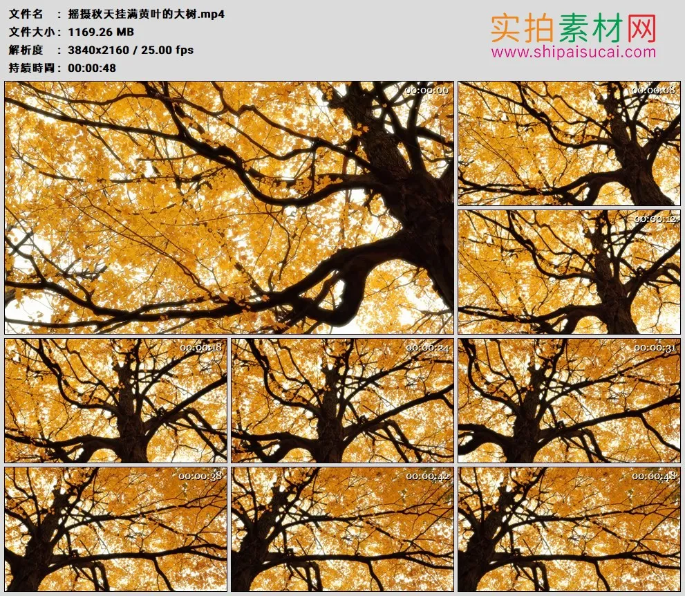4K高清实拍视频素材丨摇摄秋天挂满黄叶的大树
