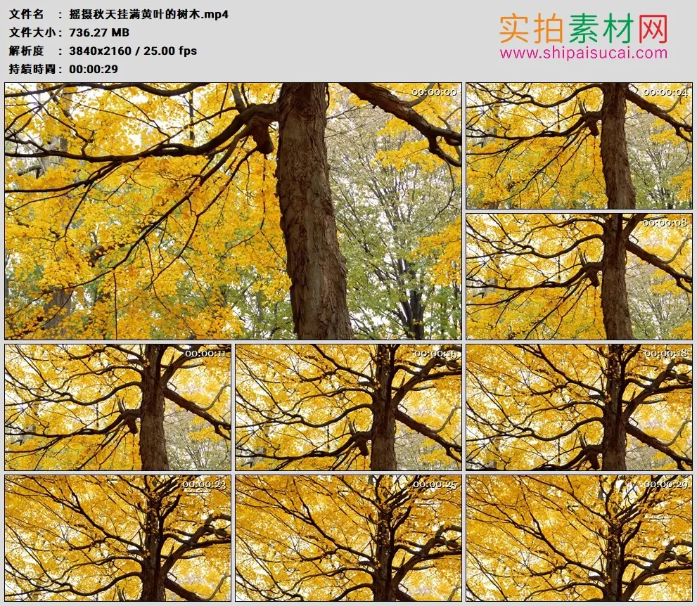 4K高清实拍视频素材丨摇摄秋天挂满黄叶的树木