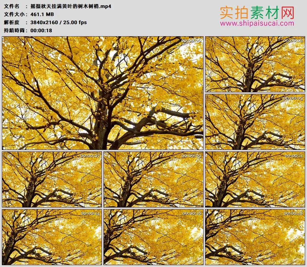 4K高清实拍视频素材丨摇摄秋天挂满黄叶的树木树梢