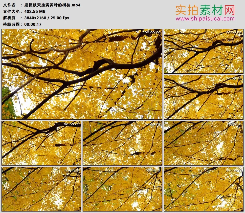 4K高清实拍视频素材丨摇摄秋天挂满黄叶的树枝