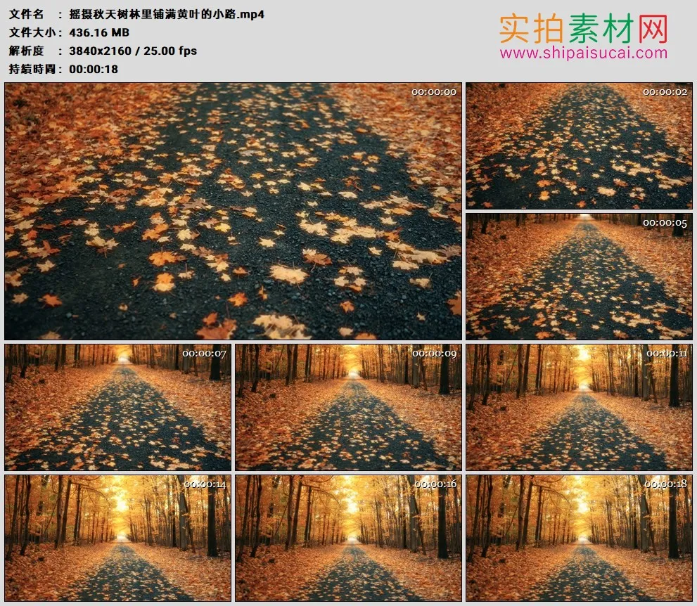 4K高清实拍视频素材丨摇摄秋天树林里铺满黄叶的小路