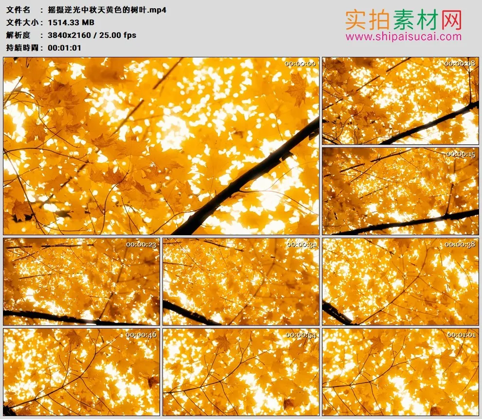 4K高清实拍视频素材丨摇摄逆光中秋天黄色的树叶