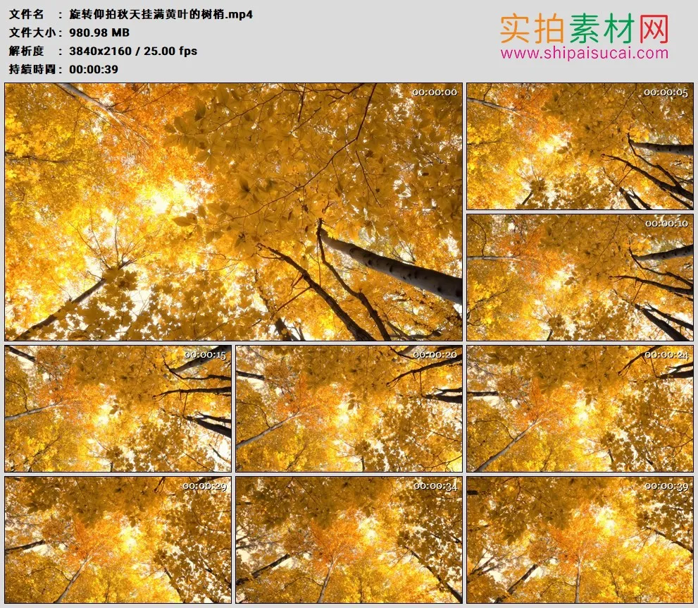 4K高清实拍视频素材丨旋转仰拍秋天挂满黄叶的树梢