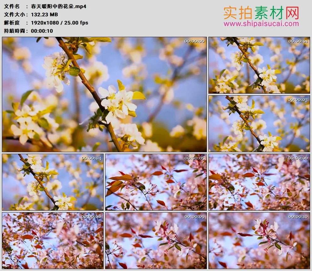 高清实拍视频素材丨春天暖阳中的花朵