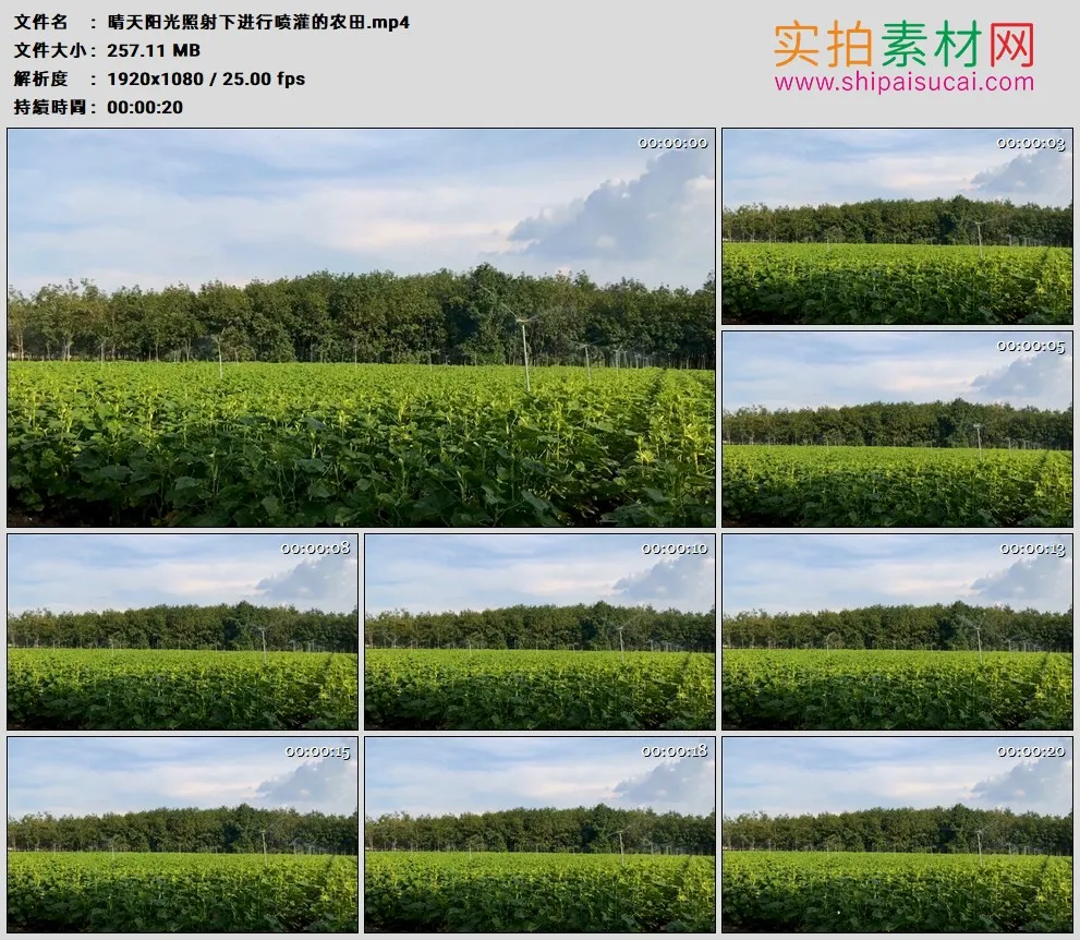 高清实拍视频素材丨晴天阳光照射下进行喷灌的农田