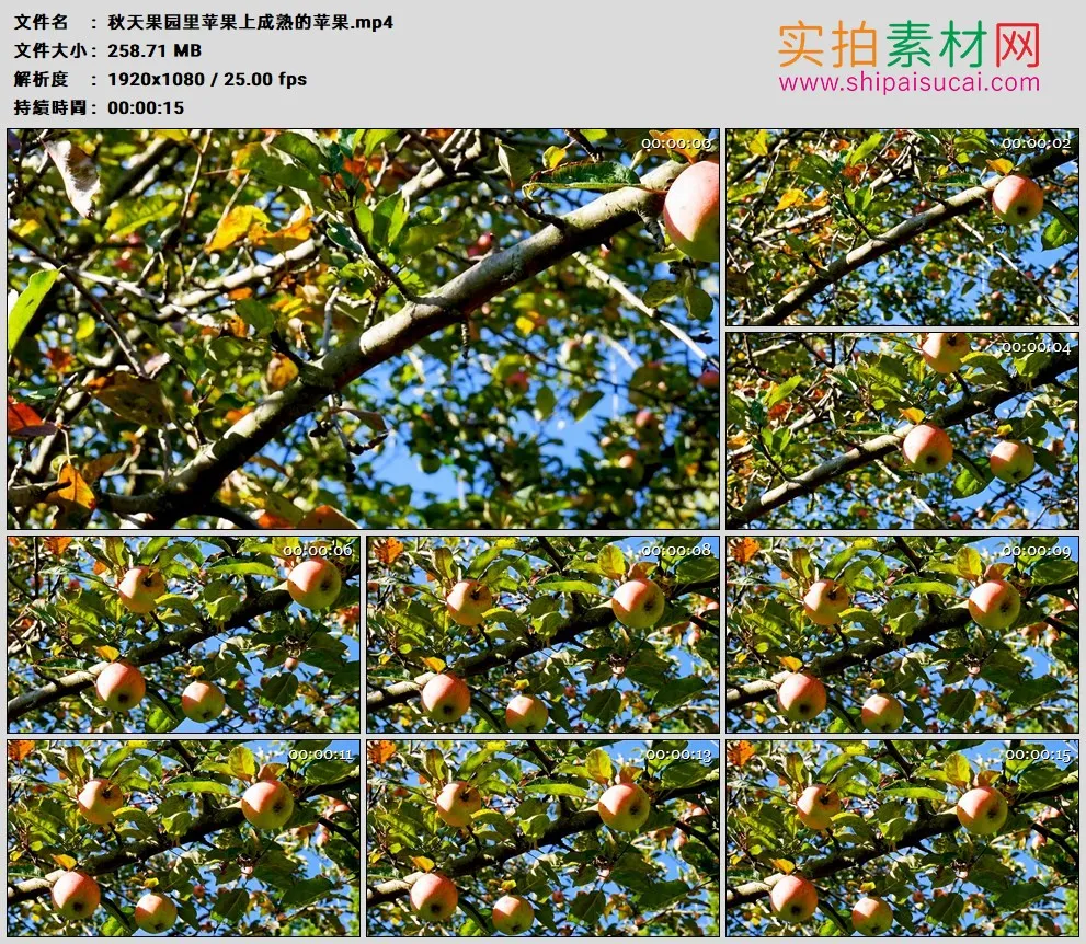 高清实拍视频素材丨秋天果园里苹果树上成熟的苹果