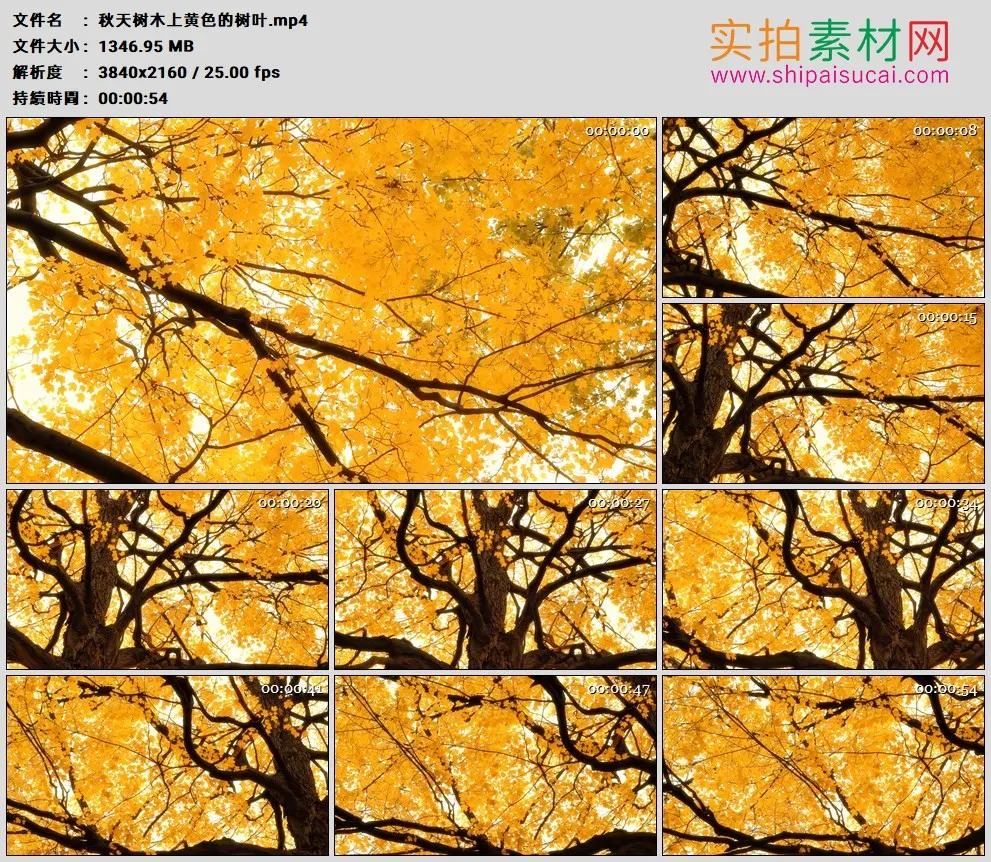 4K高清实拍视频素材丨秋天树木上黄色的树叶