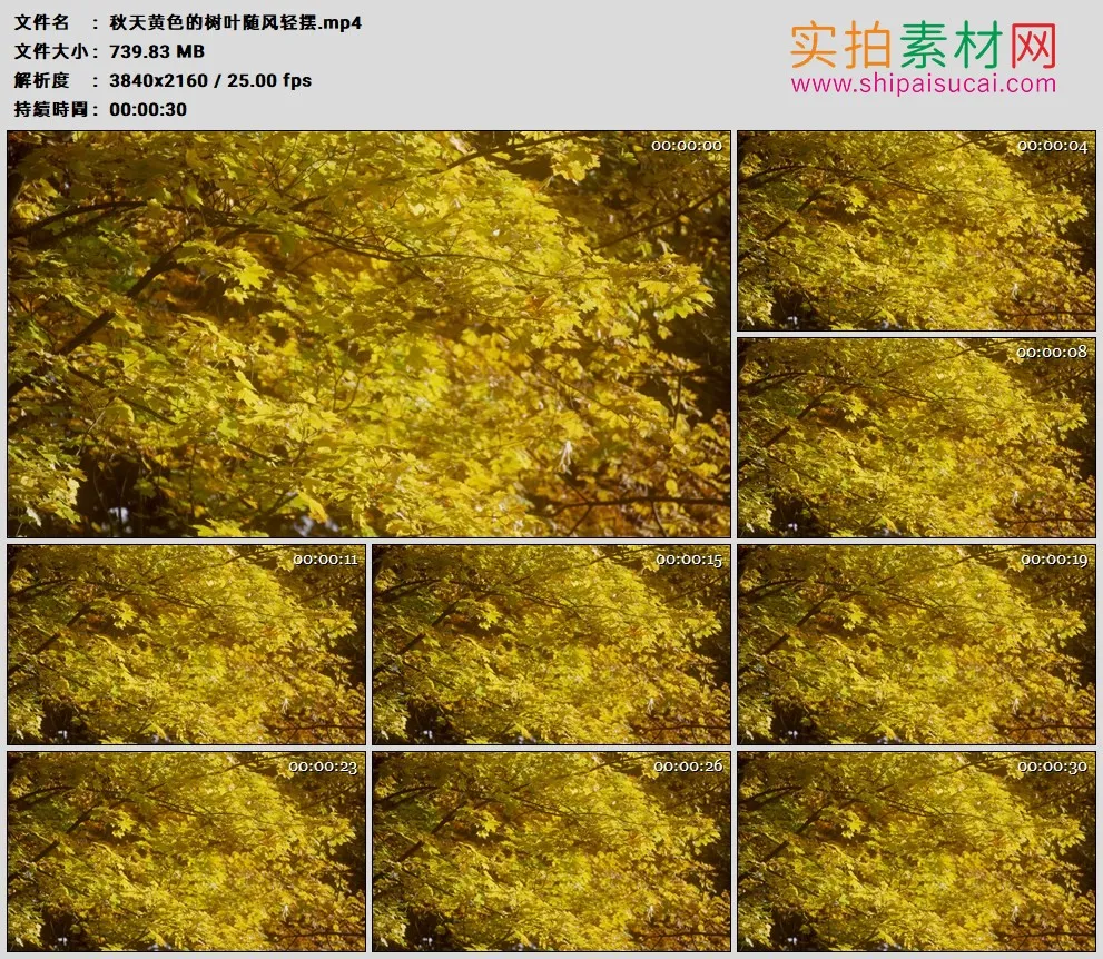 4K高清实拍视频素材丨秋天黄色的树叶随风轻摆