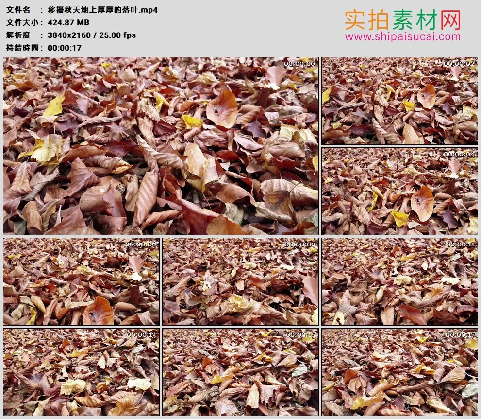 4K高清实拍视频素材丨移摄秋天地上厚厚的落叶