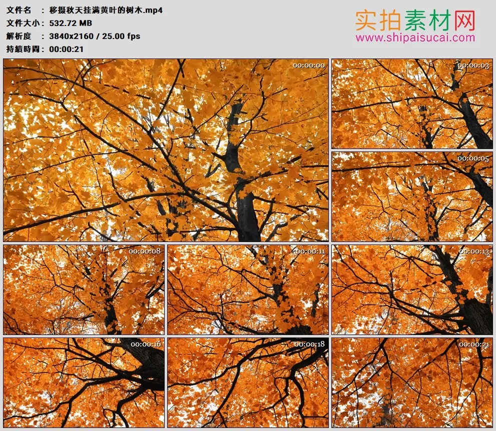 4K高清实拍视频素材丨移摄秋天挂满黄叶的树木