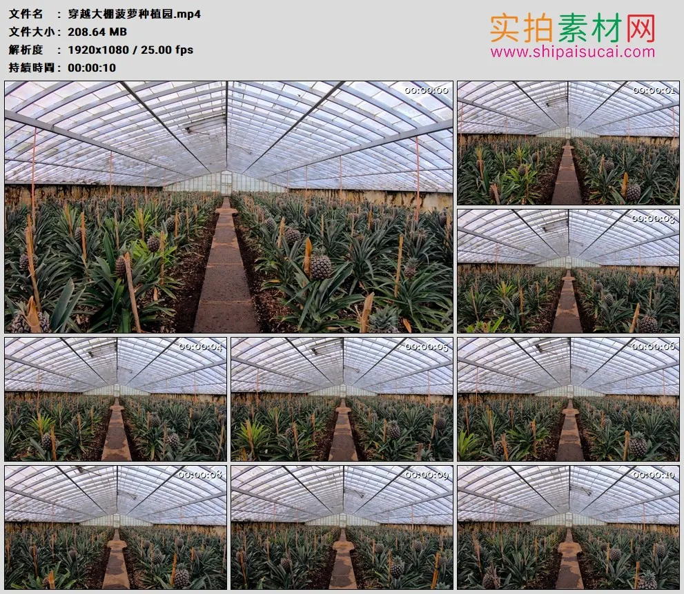 高清实拍视频素材丨穿越大棚菠萝种植园