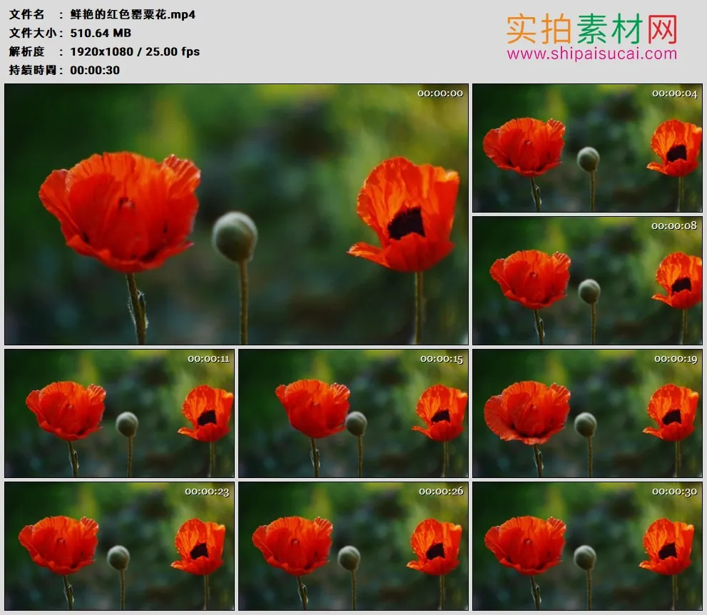 高清实拍视频素材丨鲜艳的红色罂粟花