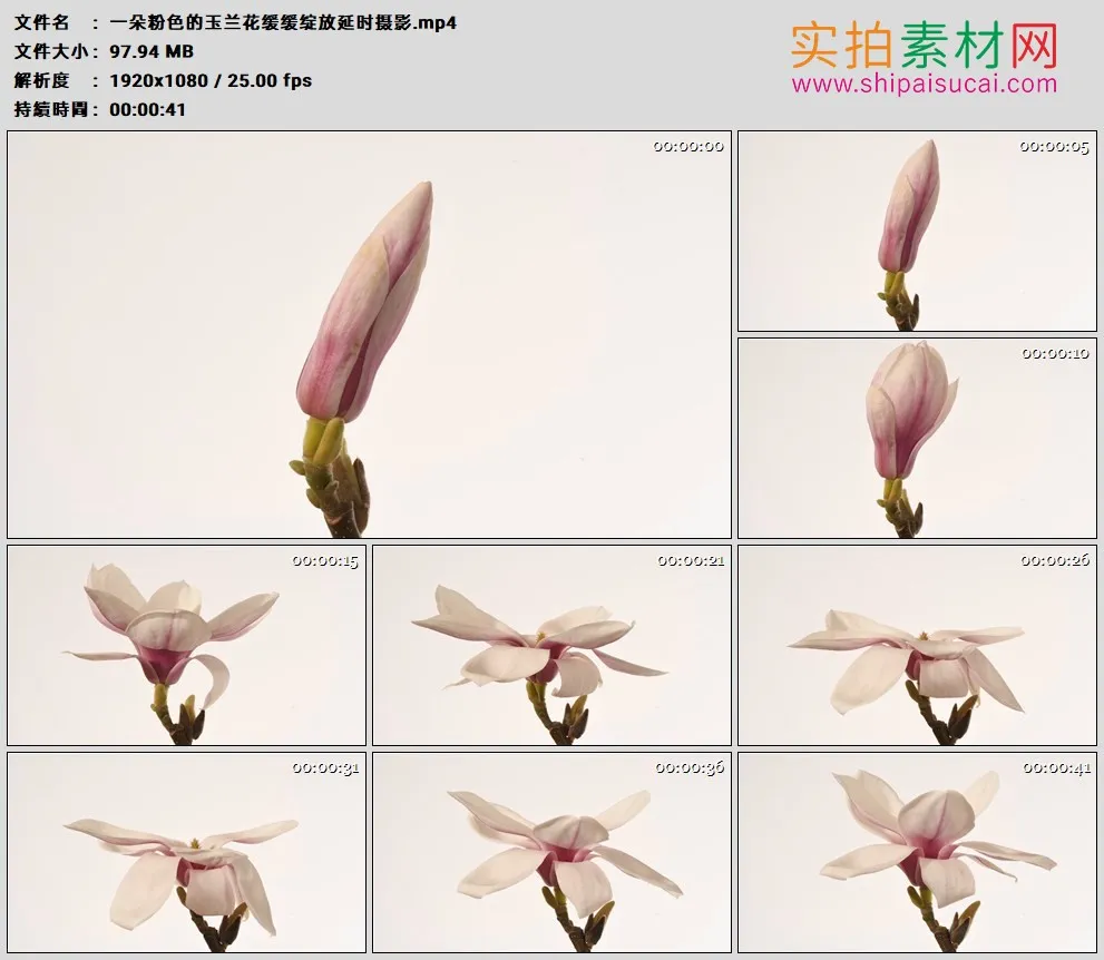高清实拍视频素材丨一朵粉色的玉兰花缓缓绽放延时摄影