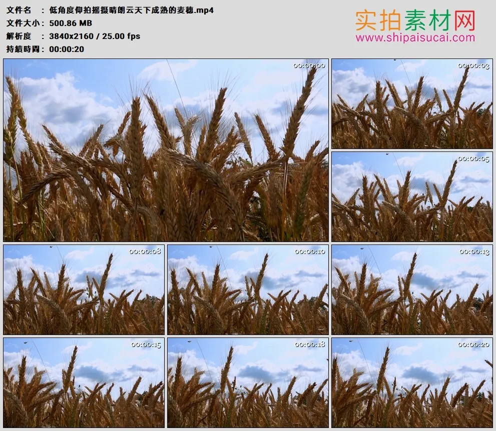 4K高清实拍视频素材丨低角度仰拍摇摄晴朗云天下成熟的麦穗