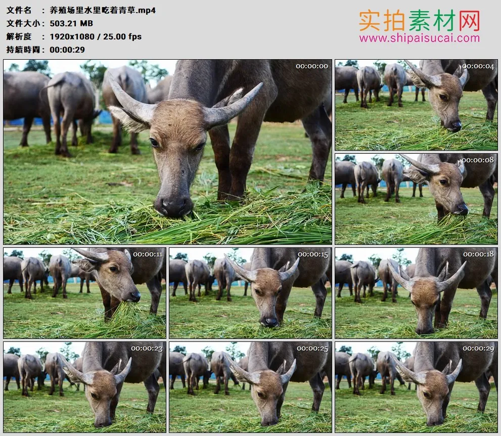 高清实拍视频素材丨养殖场里水牛吃着青草