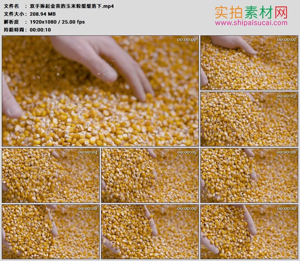 高清实拍视频素材丨双手捧起金黄的玉米粒缓缓落下