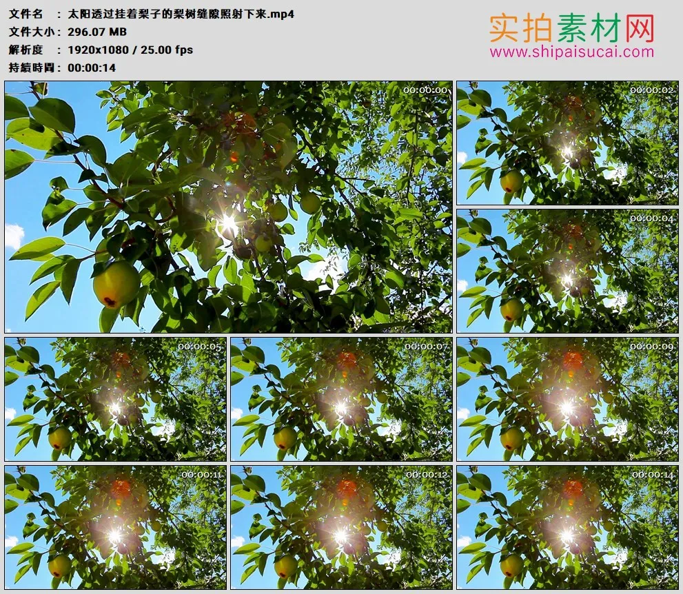 高清实拍视频素材丨太阳透过挂着梨子的梨树缝隙照射下来
