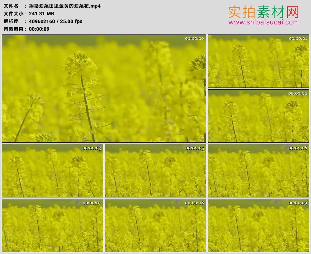 4K高清实拍视频素材丨摇摄油菜田里金黄的油菜花