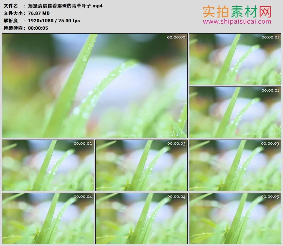 高清实拍视频素材丨摇摄清晨挂着露珠的青草叶子
