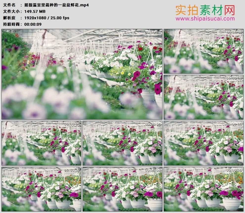 高清实拍视频素材丨摇摄温室里栽种的一盆盆鲜花