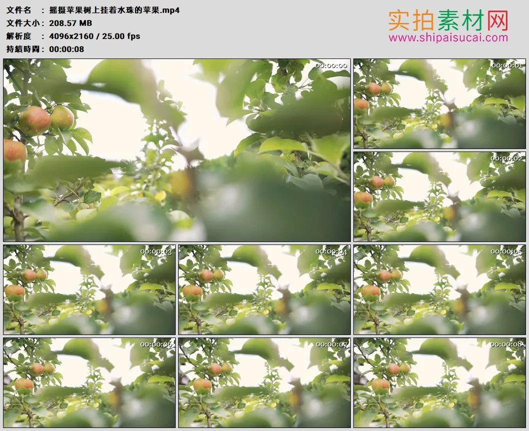4K高清实拍视频素材丨摇摄苹果树上挂着水珠的苹果