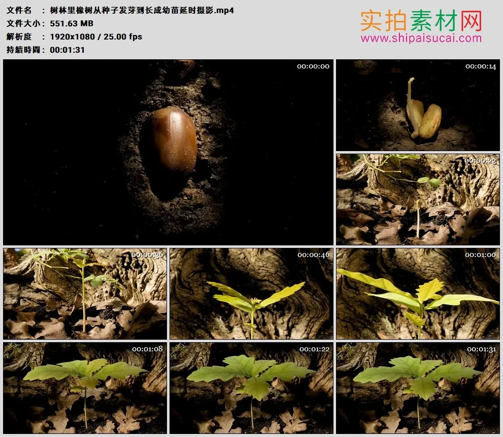 高清实拍视频素材丨树林里橡树从种子发芽到长成幼苗延时摄影