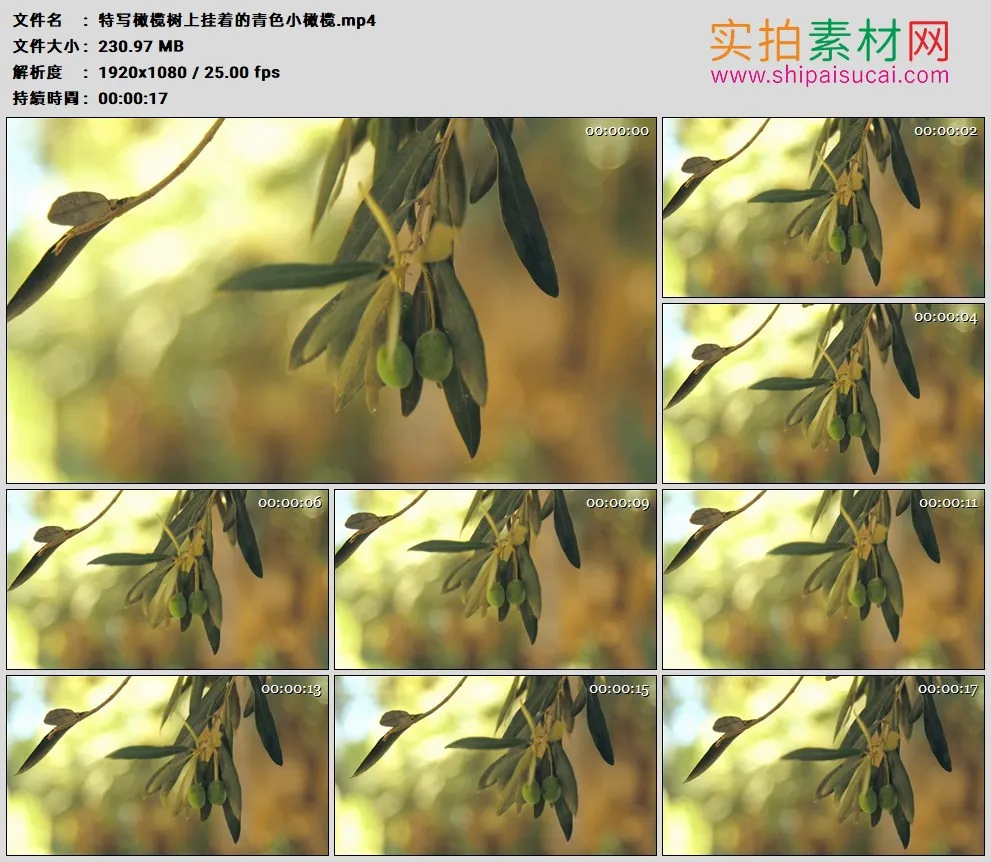高清实拍视频素材丨特写橄榄树上挂着的青色小橄榄