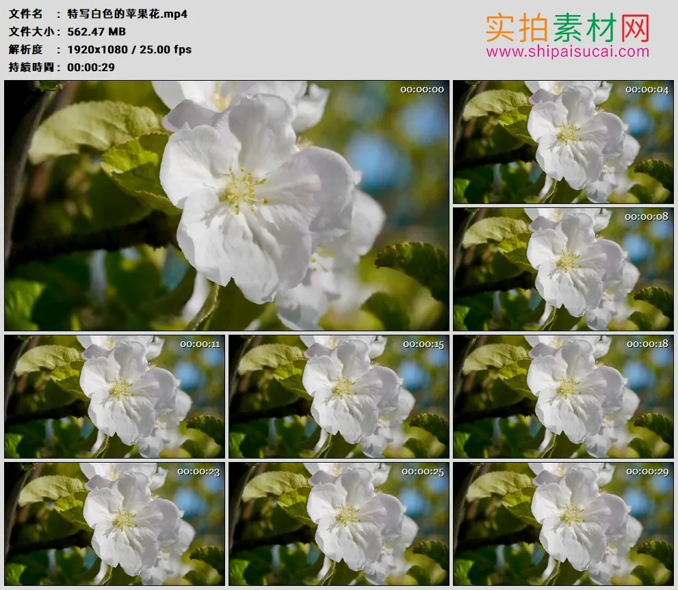 高清实拍视频素材丨特写白色的苹果花
