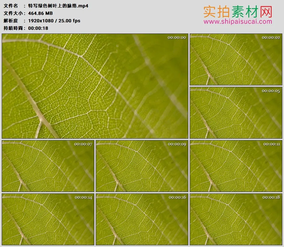 高清实拍视频素材丨特写绿色树叶上的脉络