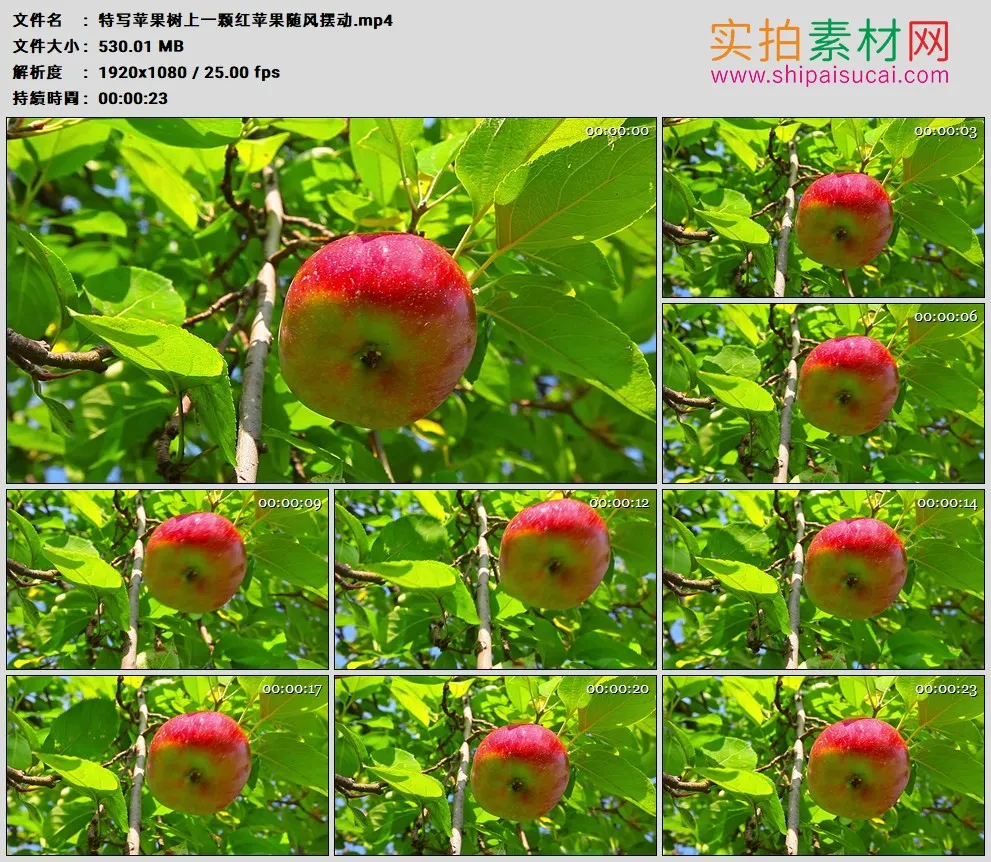 高清实拍视频素材丨特写苹果树上一颗红苹果随风摆动