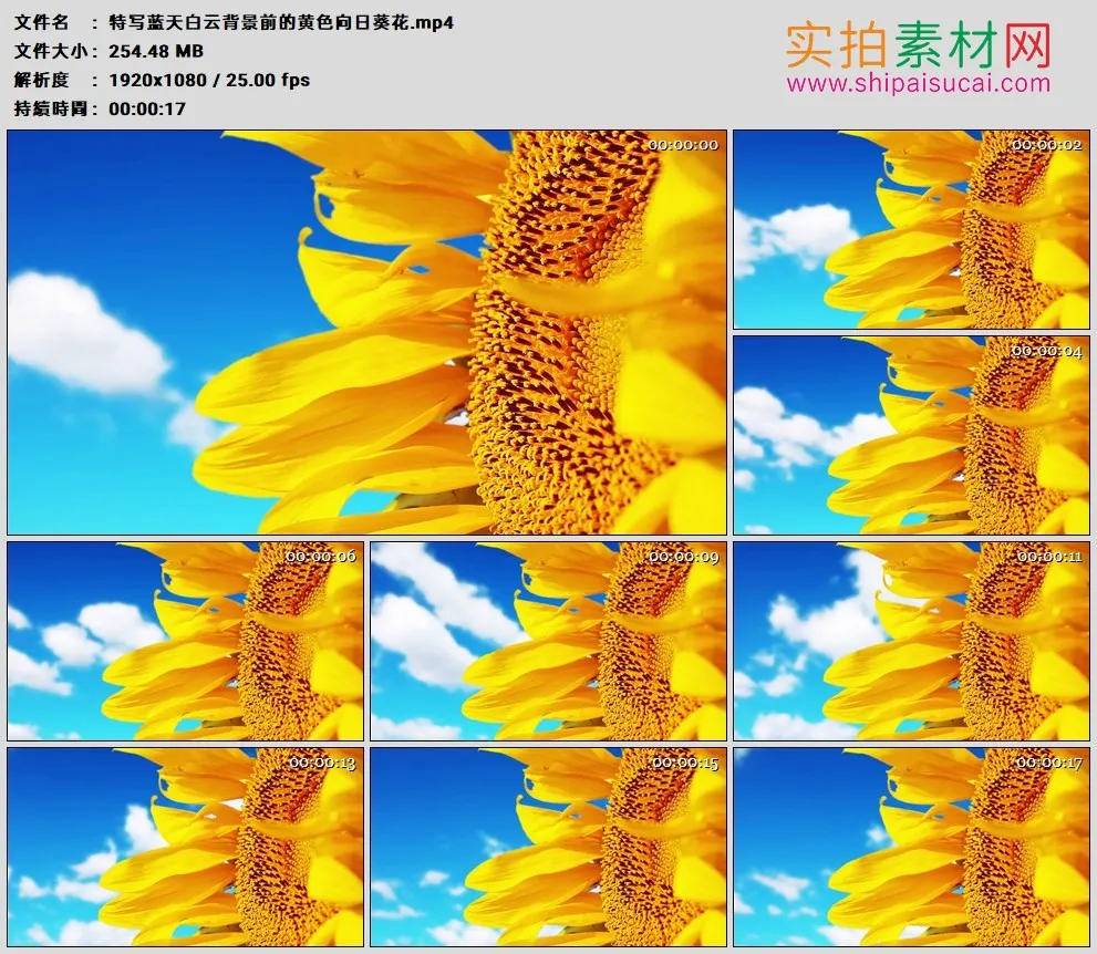 高清实拍视频素材丨特写蓝天白云背景前的黄色向日葵花