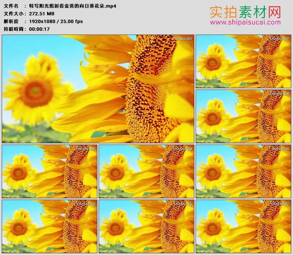 高清实拍视频素材丨特写阳光照射着金黄的向日葵花朵