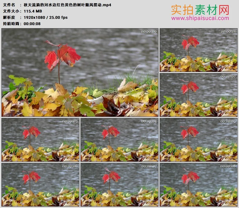 高清实拍视频素材丨秋天流淌的河水边红色黄色的树叶随风摆动