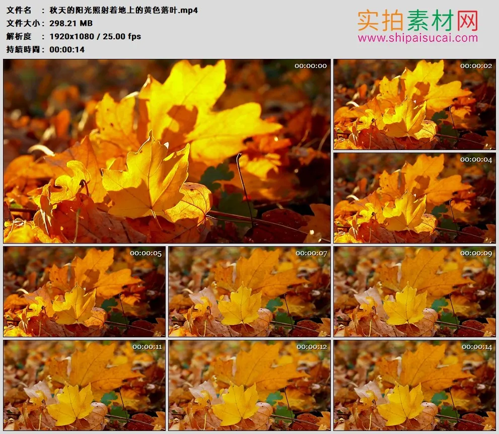 高清实拍视频素材丨秋天的阳光照射着地上的黄色落叶