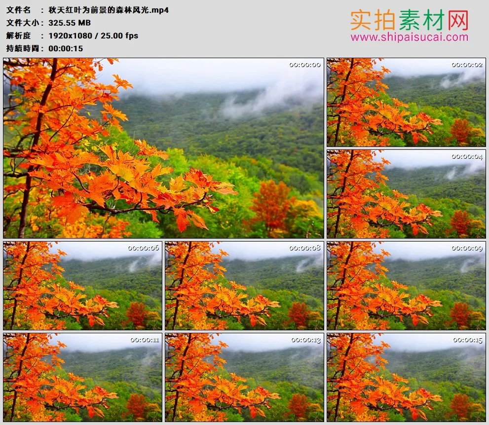 高清实拍视频素材丨秋天红叶为前景的森林风光