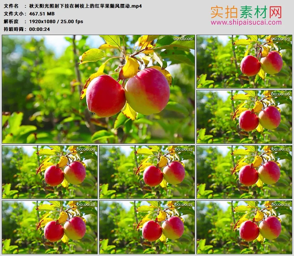 高清实拍视频素材丨秋天阳光照射下挂在树枝上的红苹果随风摆动