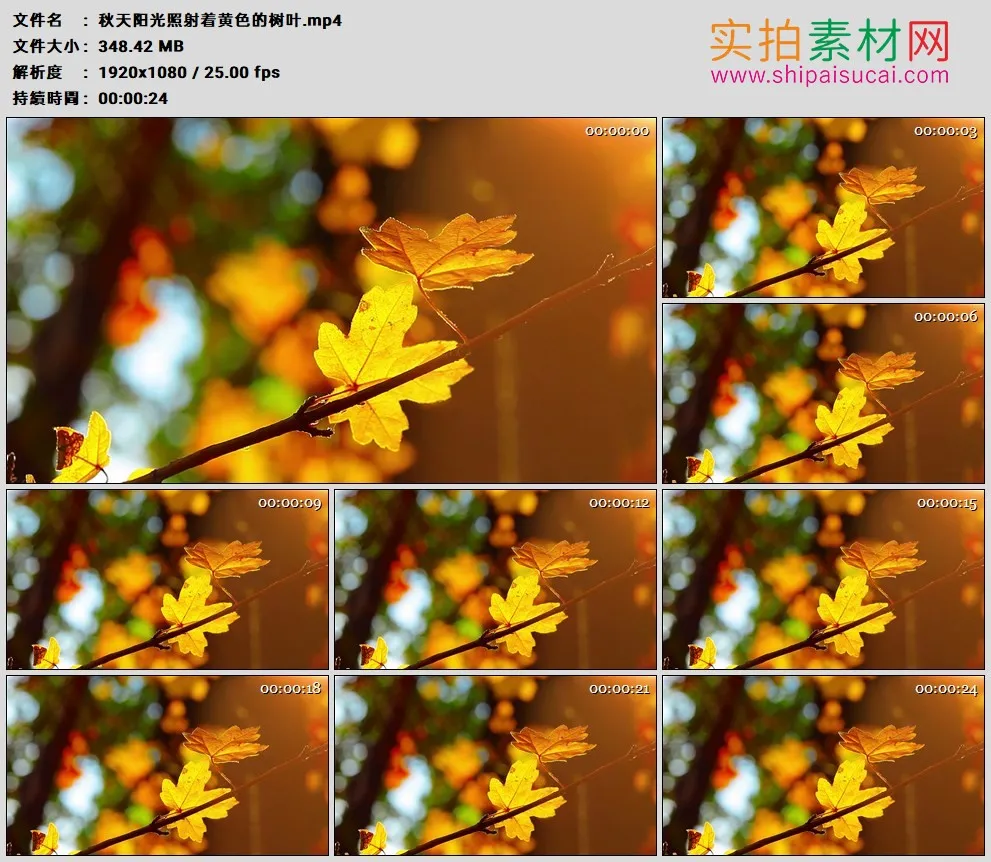 高清实拍视频素材丨秋天阳光照射着黄色的树叶