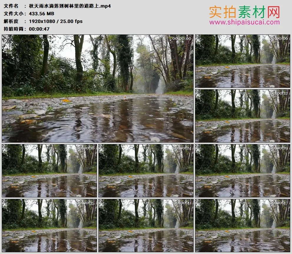 高清实拍视频素材丨秋天雨水滴落到树林里的道路上