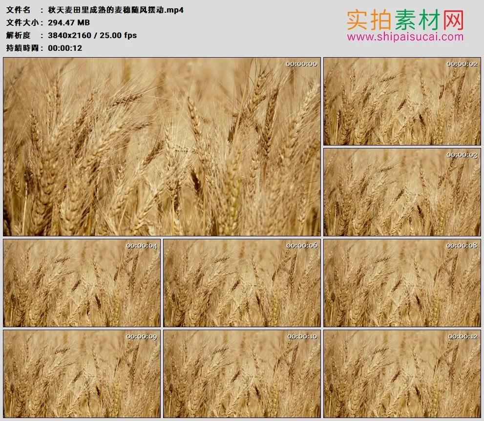 4K高清实拍视频素材丨麦田里成熟的麦穗随风摆动