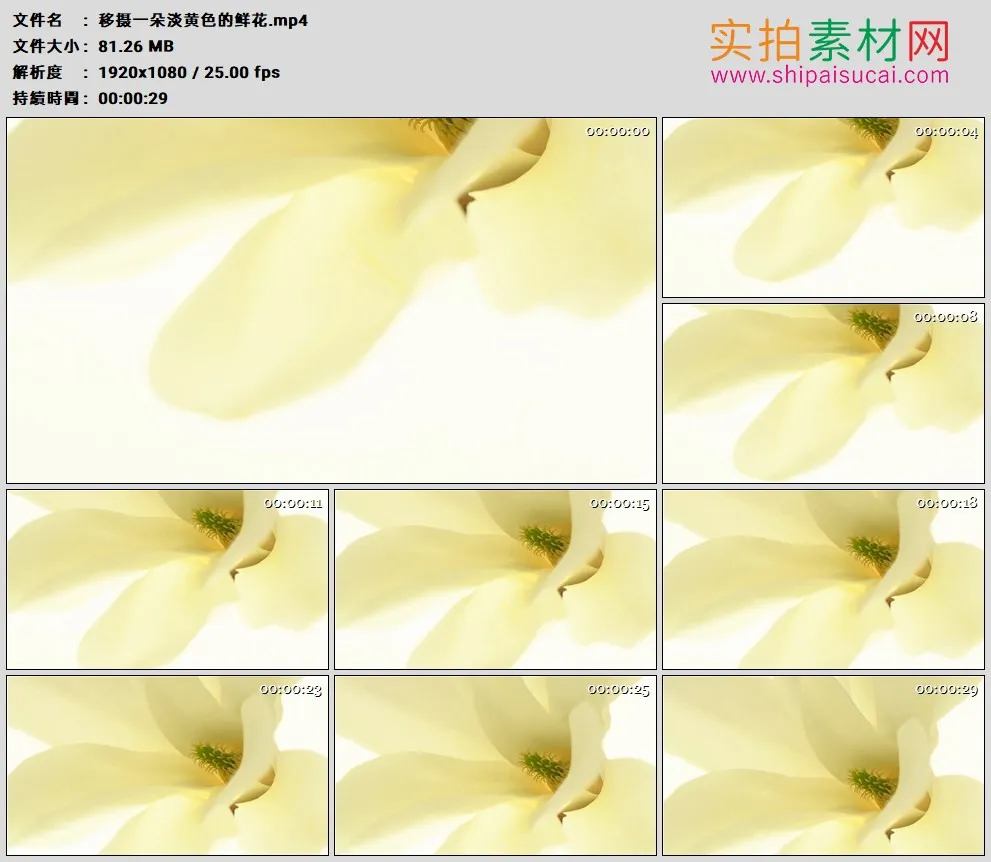 高清实拍视频素材丨移摄一朵淡黄色的鲜花