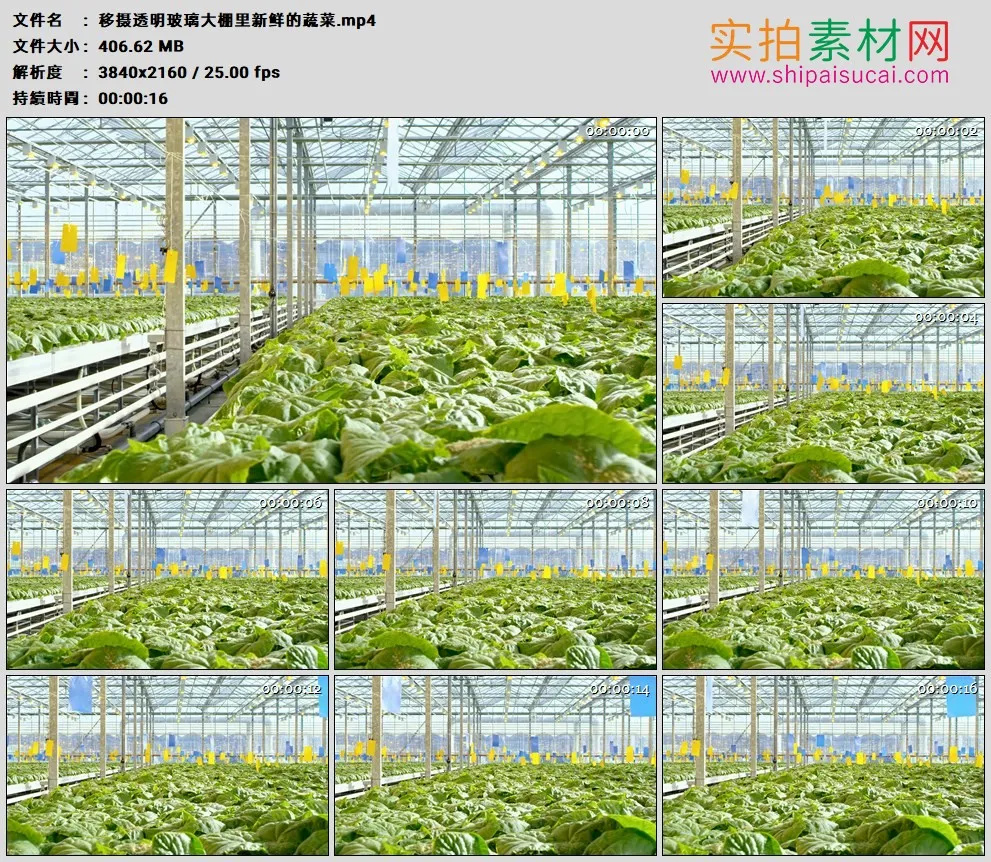 4K高清实拍视频素材丨移摄透明玻璃大棚里新鲜的蔬菜