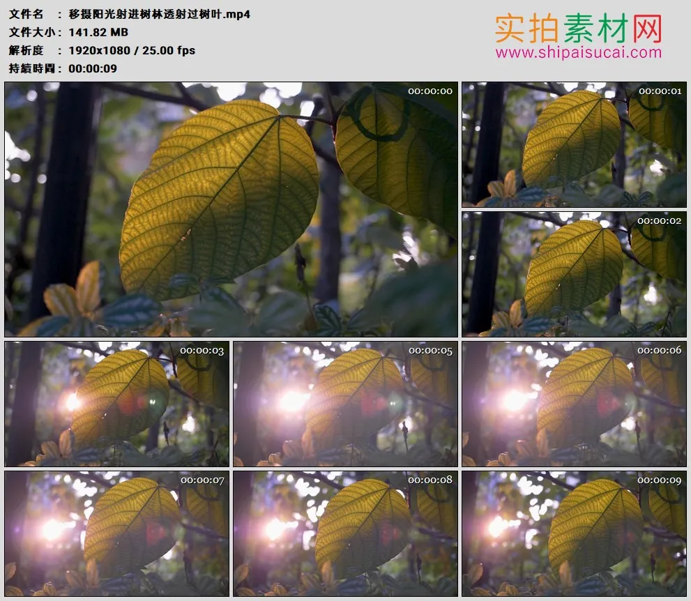 高清实拍视频素材丨移摄阳光射进树林透射过树叶