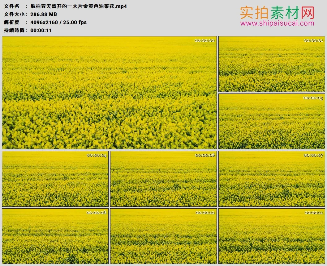 4K高清实拍视频素材丨航拍春天盛开的一大片金黄色油菜花