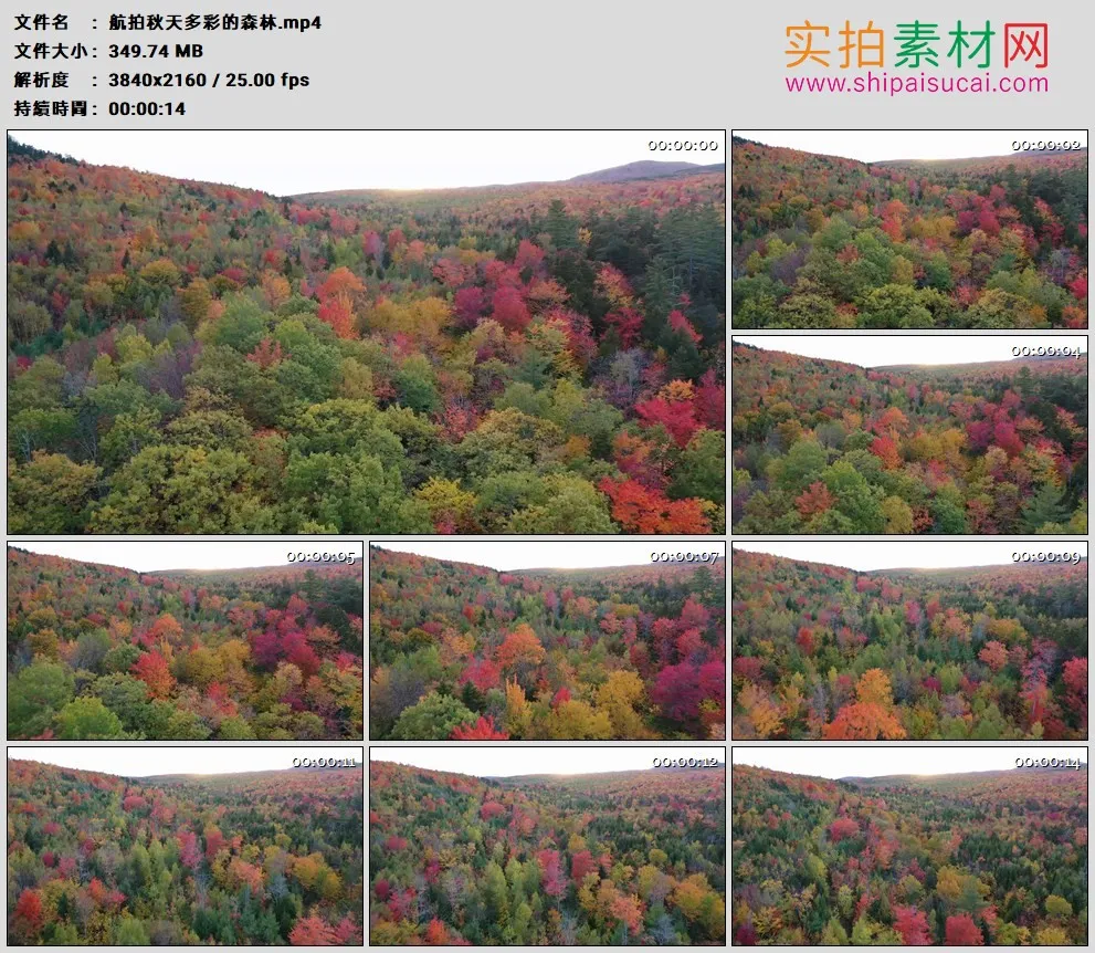 4K高清实拍视频素材丨航拍秋天多彩的森林