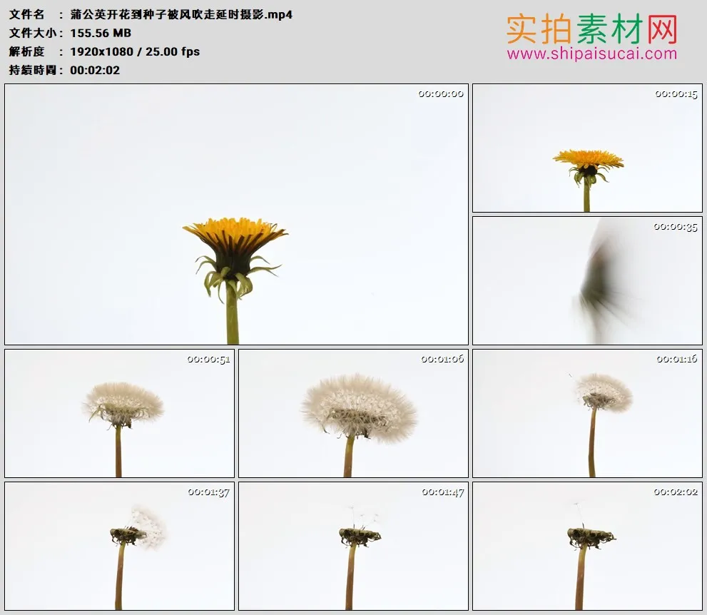 高清实拍视频素材丨蒲公英开花到种子被风吹走延时摄影