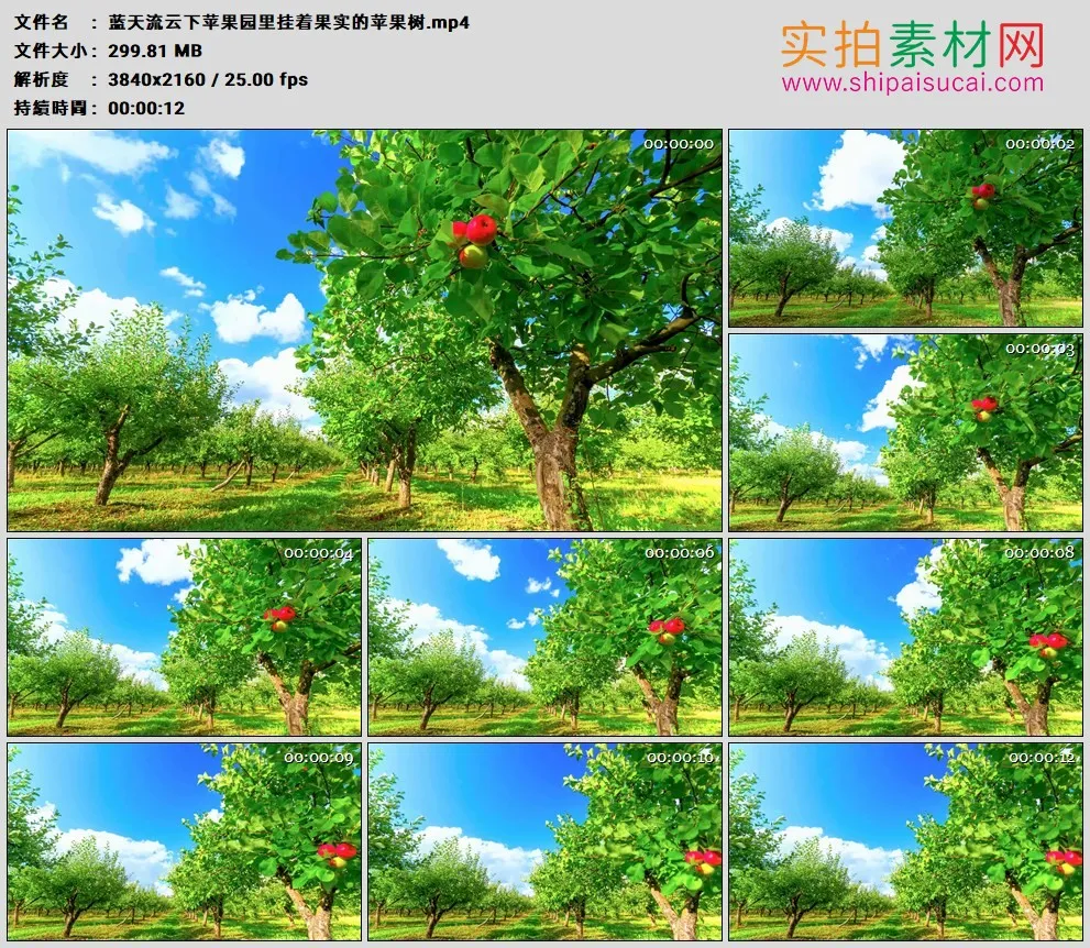 4K高清实拍视频素材丨蓝天流云下苹果园里挂着果实的苹果树