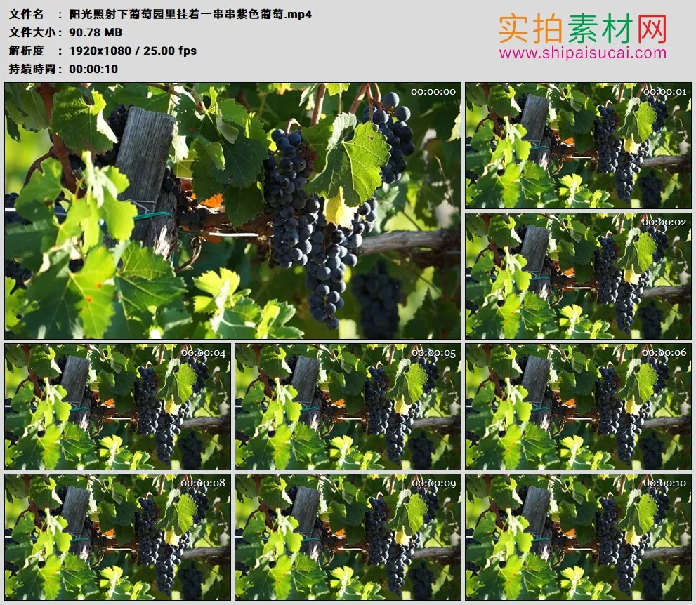 高清实拍视频素材丨阳光照射下葡萄园里挂着一串串紫色葡萄